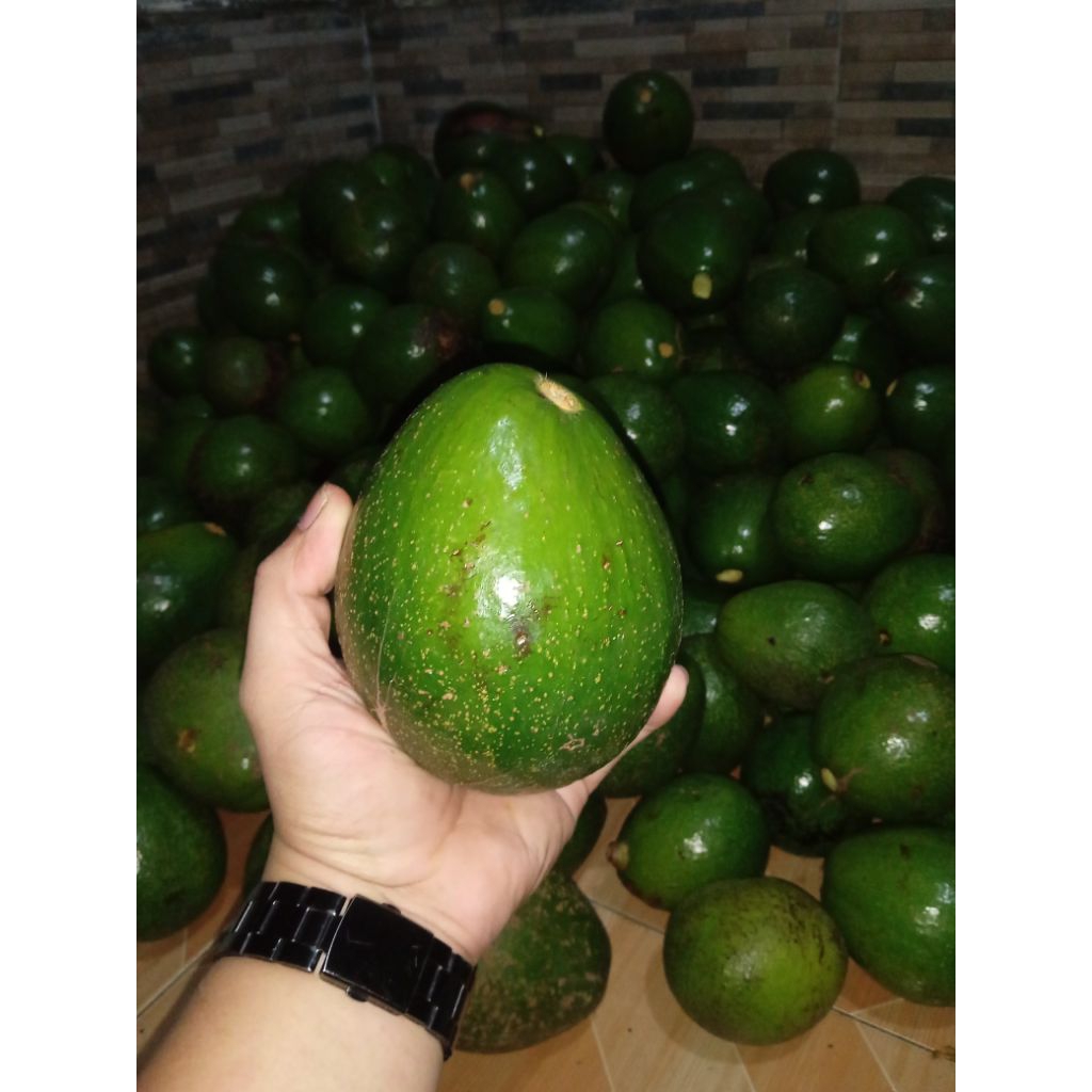 

alpukat mentega paket 1,5 KG (COD)