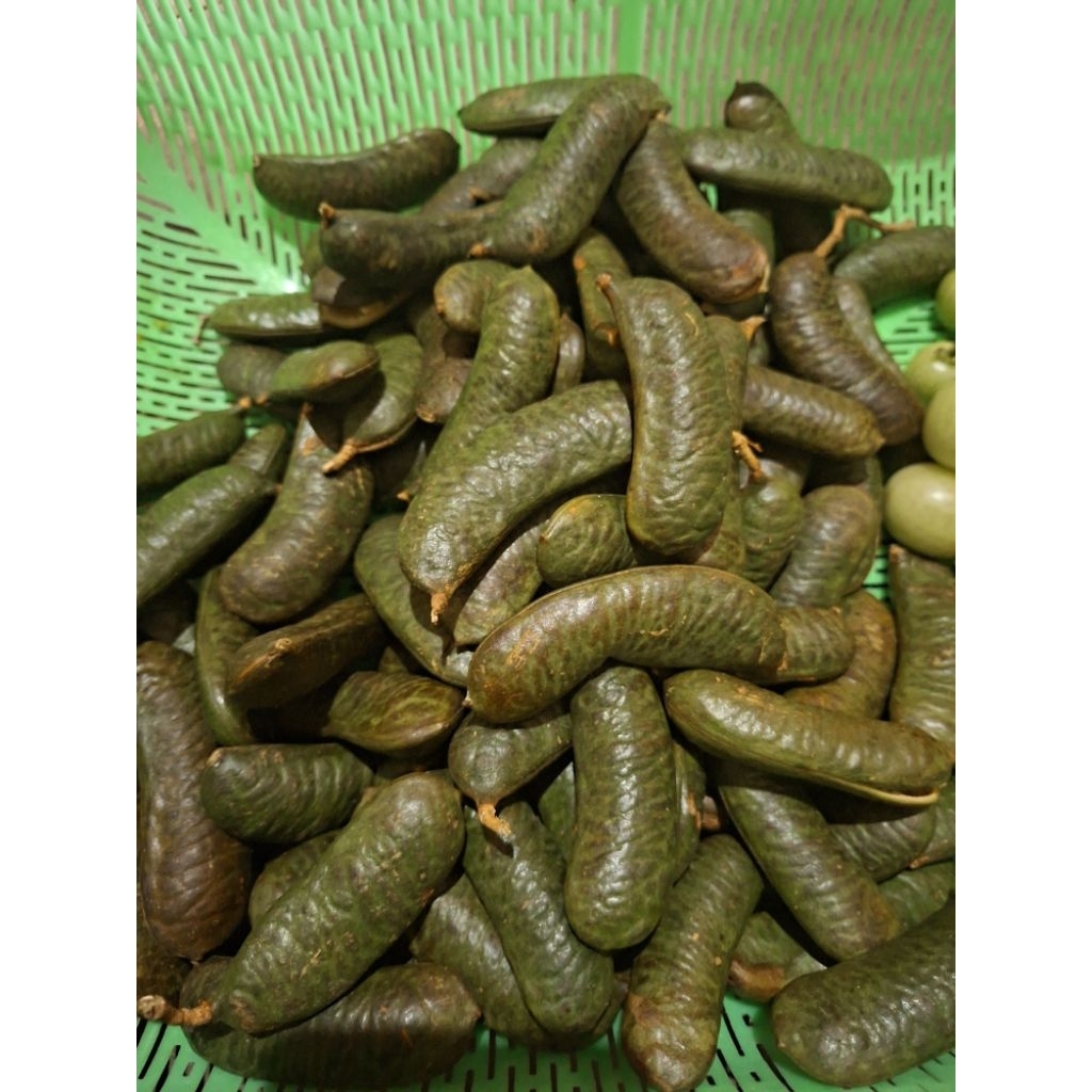 

kabau atau jaling kulit, jolang jaling palemban , kuwaw