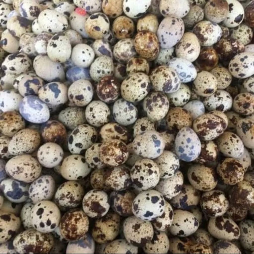 

TELUR PUYUH PREMIUM REBUS isi 100 biji /telur puyuh masak fress/telur puyuh rebus