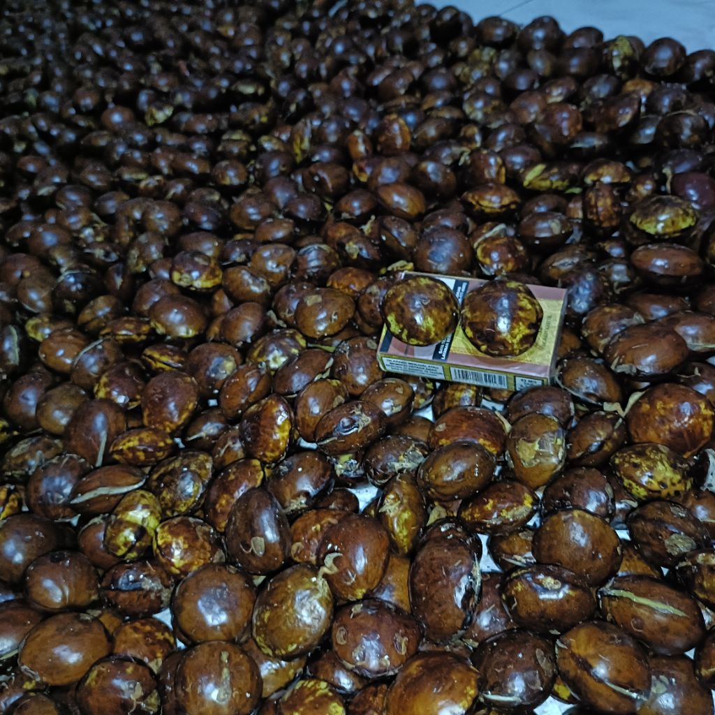 

Stok Ready Jengkol Kupas 250gr