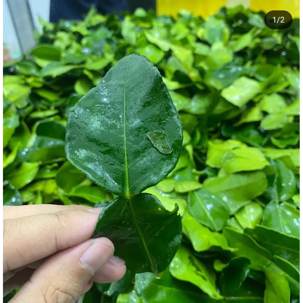 

Daun Jeruk Purut Segar / Daun Jeruk Bumbu / Daun Jeruk Angka 8