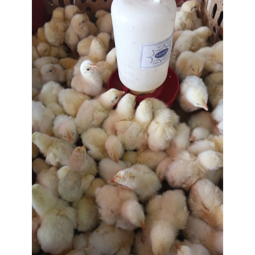 Broiler Asli Bukan Doc Ayam Jantan - Bibit Broiler