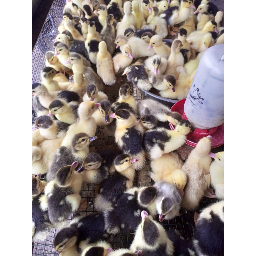 Entok lokal - Entok Asli Bukan Bebek Peking Atau Hibrida ( Asli Entok)