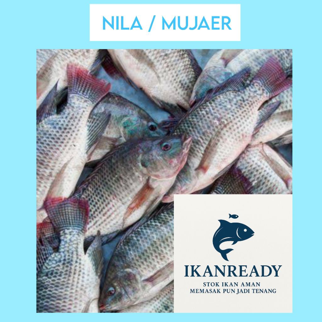 Ikan Mujair Segar 1Kg – Langsung dari Petani – Beku & Siap Masak