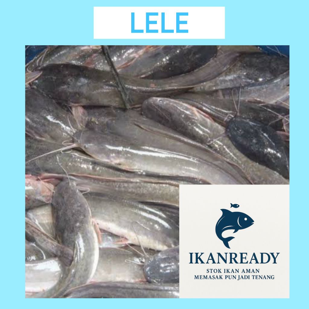 

Ikan Lele Segar Hidup 1Kg – Langsung dari Kolam – Siap Masak / Jual Ulang | ikanready lele fresh