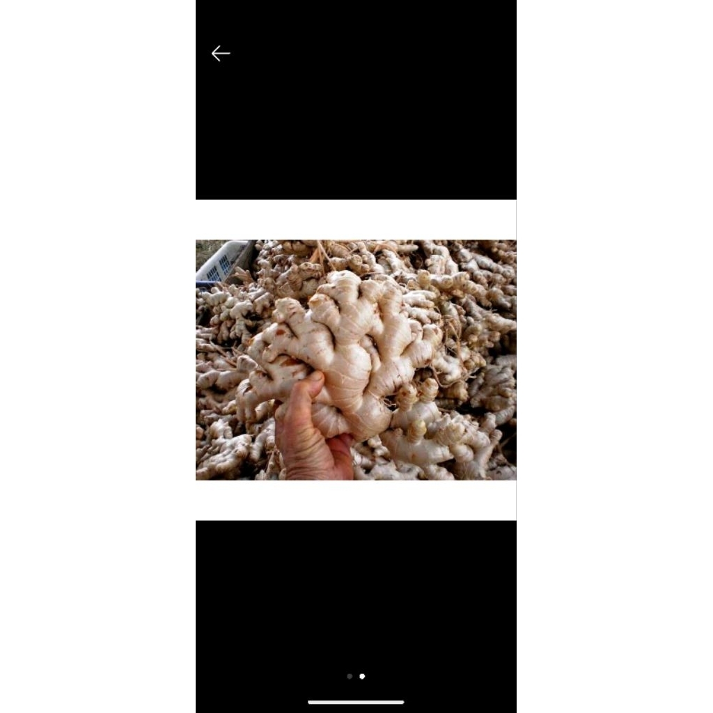 

0fresh Jahe gajah jahe besar jahe putih jahe badak 500gr