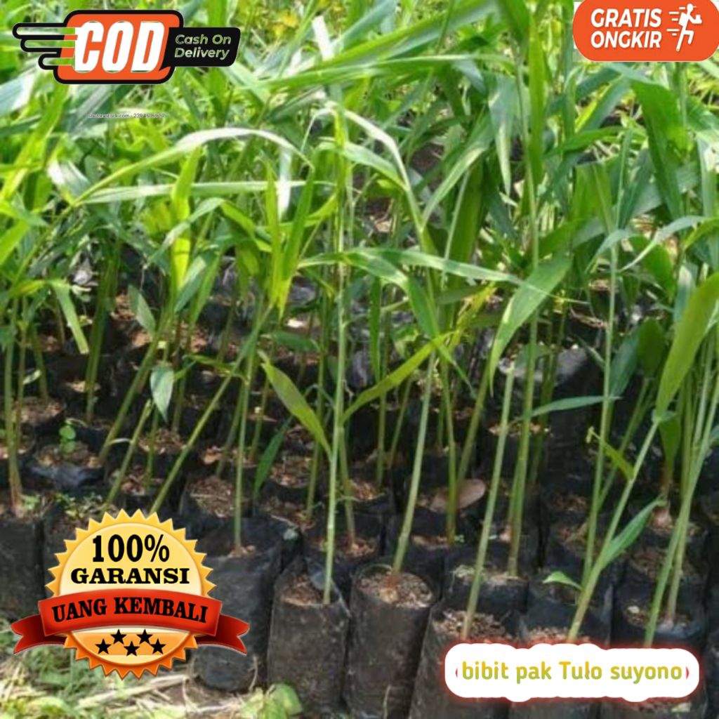 Bibit Jahe Merah Unggul Super