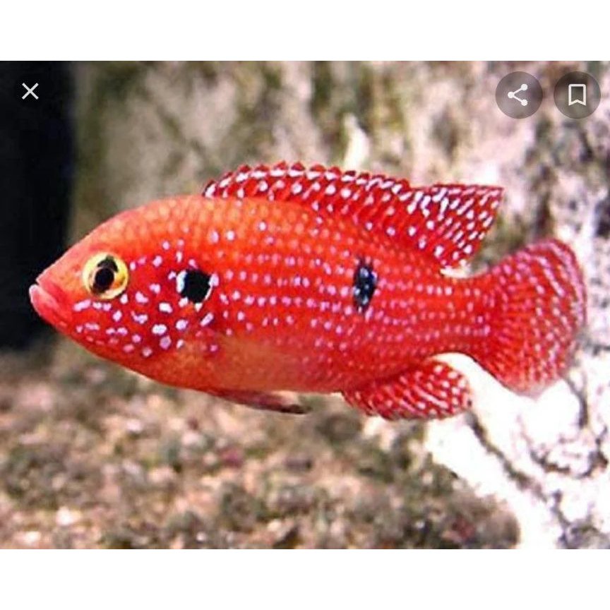 Ikan Hias Aquarium Red Jewel Akuarium / Ikan Red Jewel Aquascape Red Jewel Cichlid Siklit