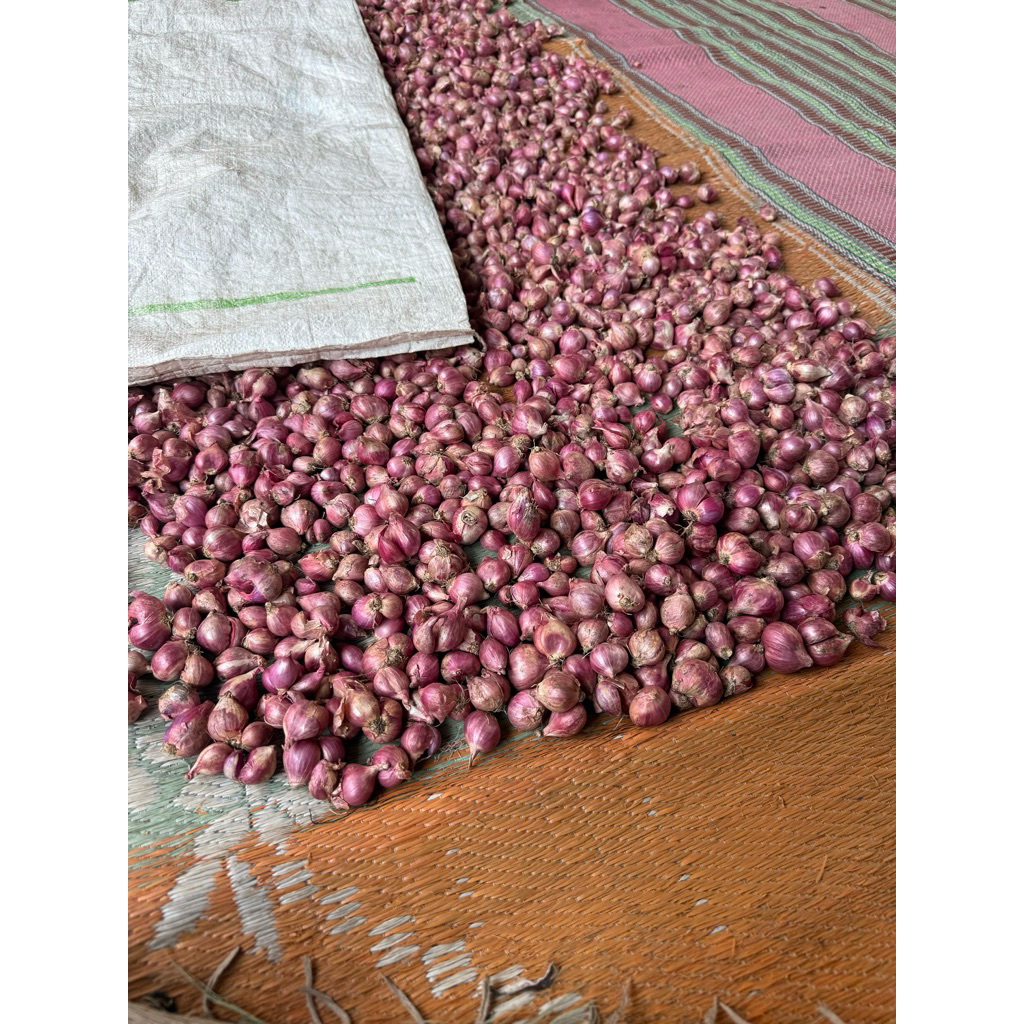 

Bawang Merah Probolinggo Fresh