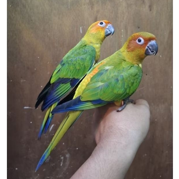 Sun conure satu pasang remaja jinak