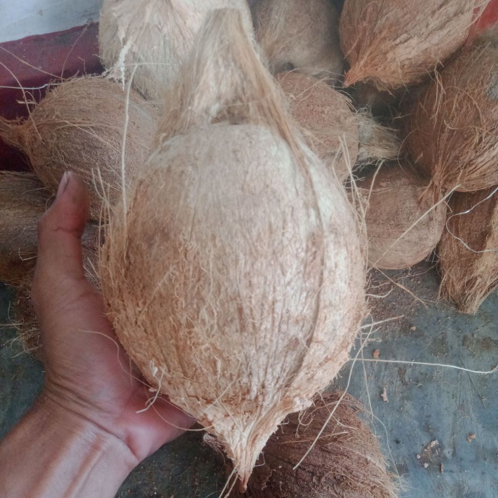 

KELAPA TUA ASLI DARI POHON