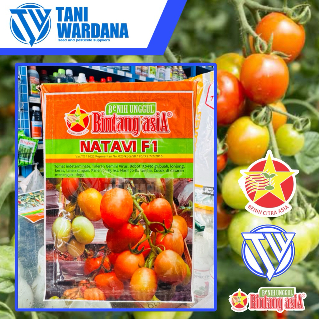 Natavi F1 - benih tomat buah
