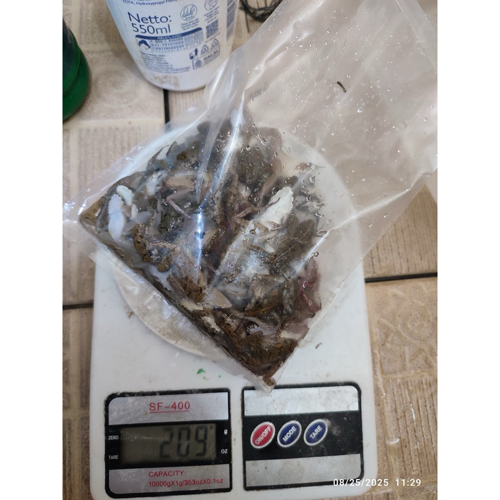 katak / kodok beku pakan ikan predator kemasan 200gr