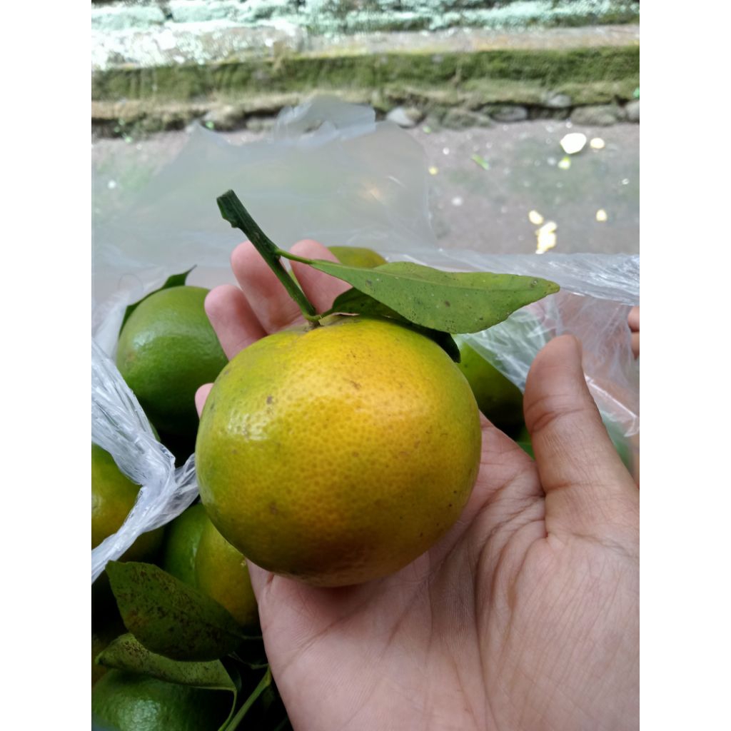 

jeruk siyem malang