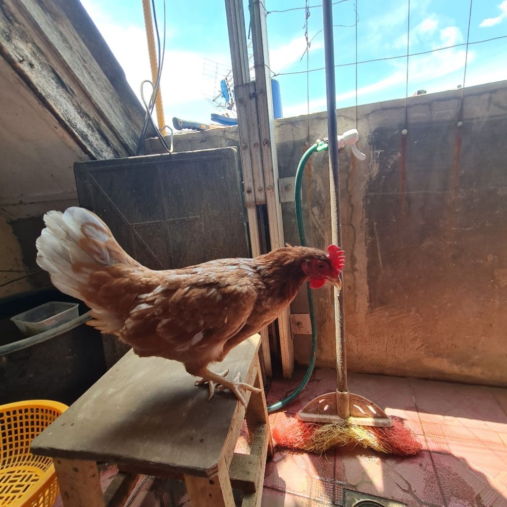 

Ayam Kampung KUB Betina Usia ±6 Bulan | Wajib Pilih Kurir GoSend | Berat 1,2 Kg | Wajib Baca Deskripsi