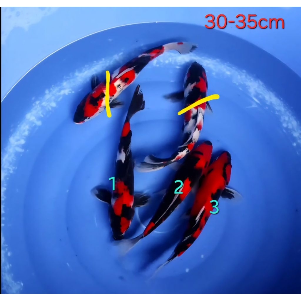 Ikan Koi Blitar Showa Sanshoku size 30-35cm (satuan)