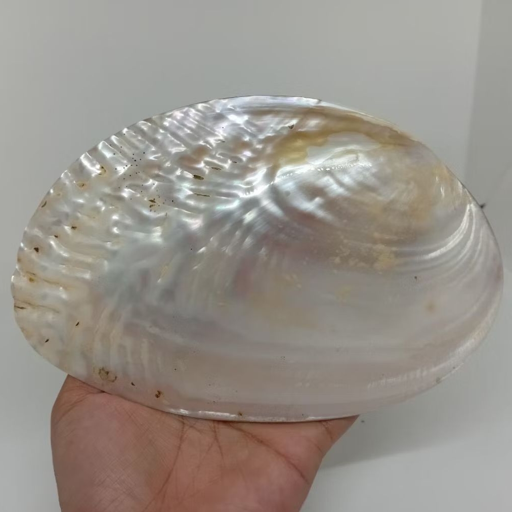 Cangkang Kerang Abalone Putih