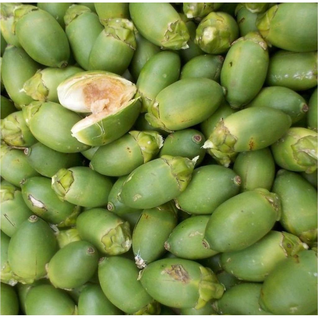 

Buah pinang muda segar 500 gram berkualitas