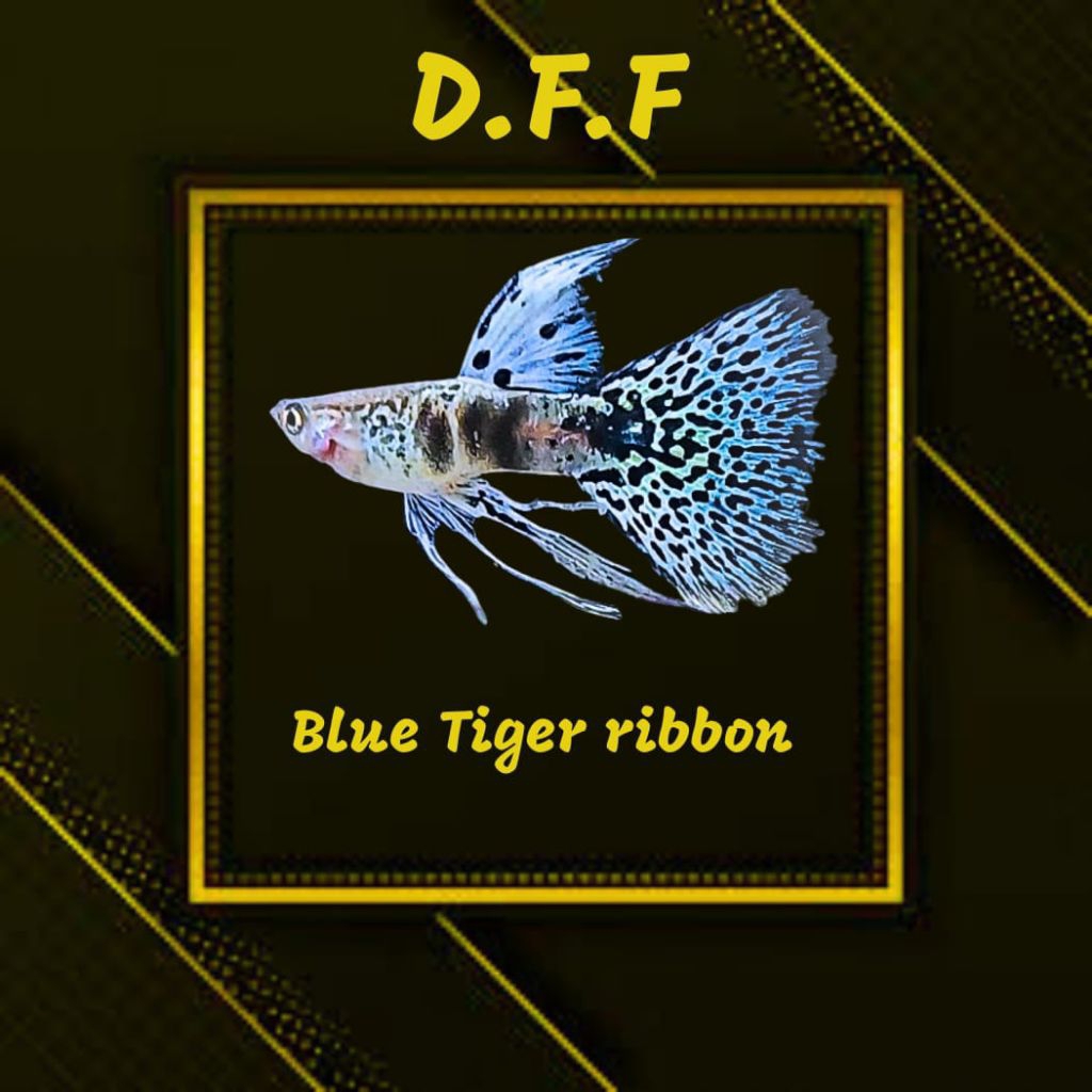 

kardus packing-blue tig3r rb