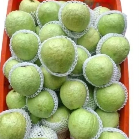 

Buah jambu biji mutiara fresh super 1kg
