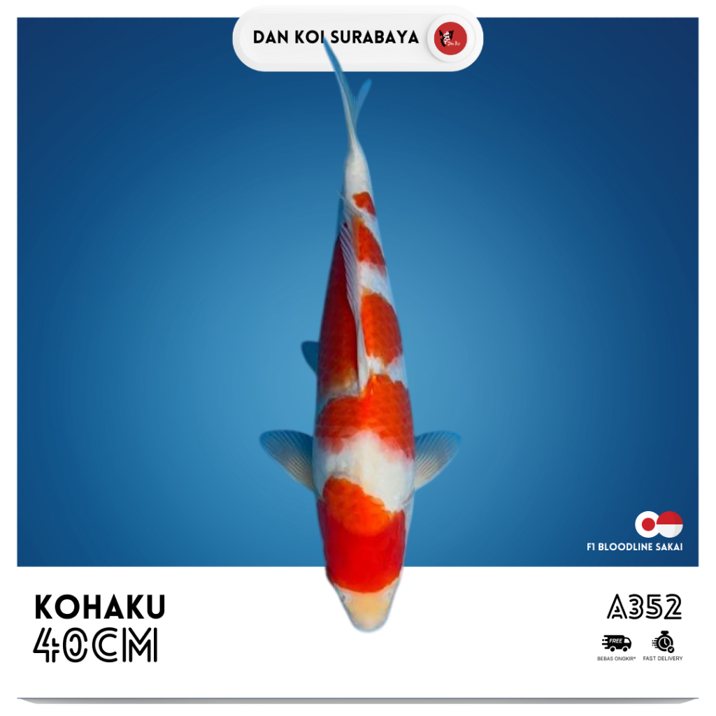 Ikan Koi Kohaku F1 Bloodline Sakai Kode A351