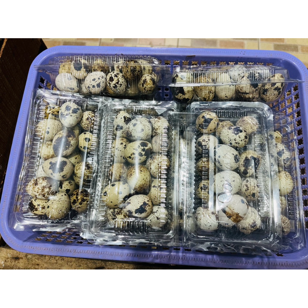 

Telur puyuh (Khusus pengiriman instant)