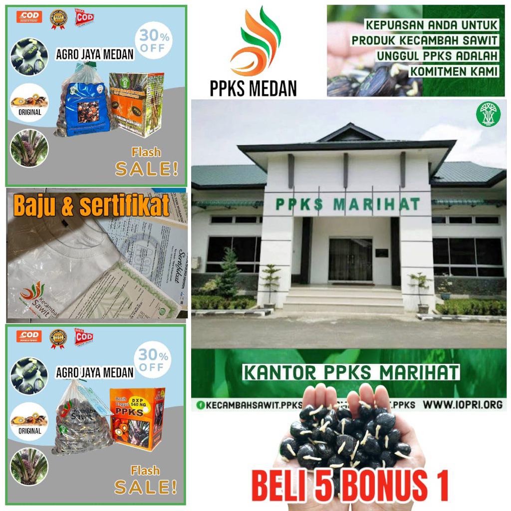 KECAMBAH SAWIT UNGGUL PPKS MEDAN SUPER UNGGUL