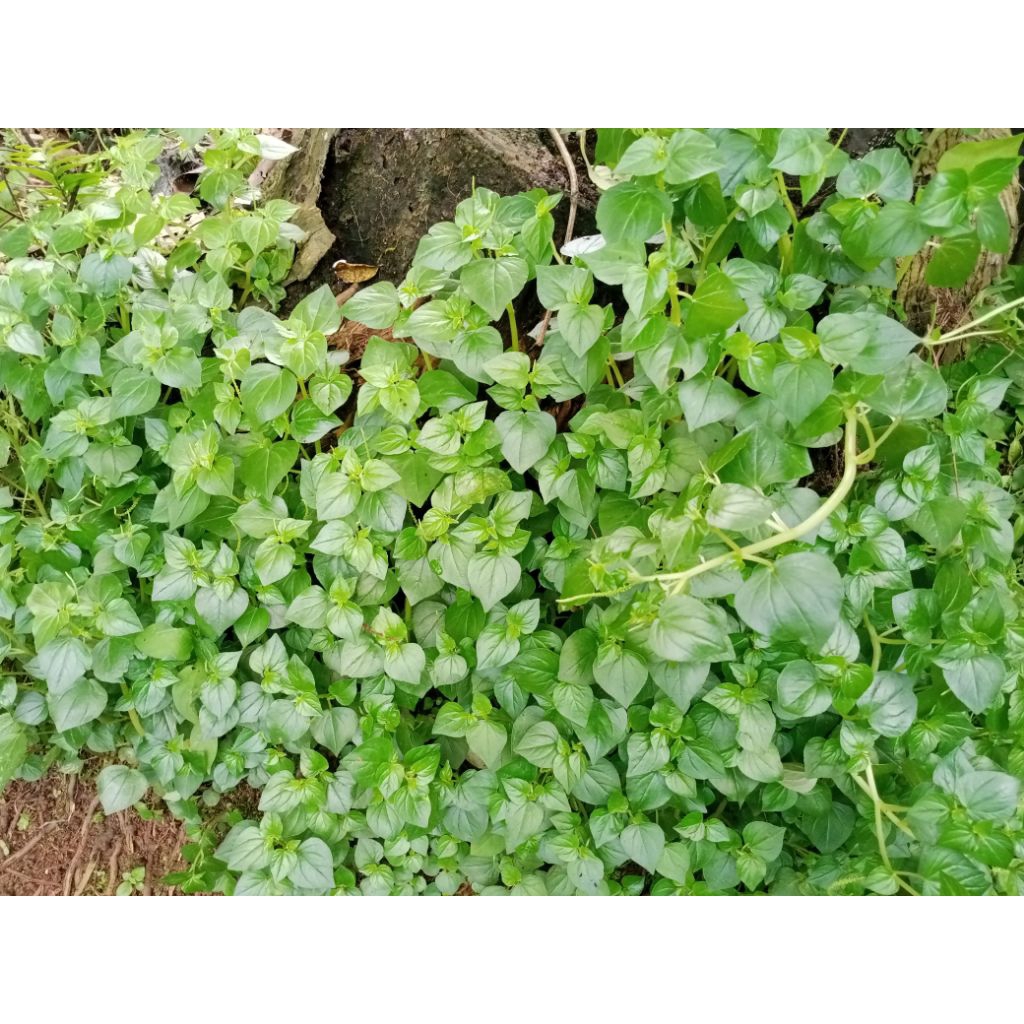 

promo daun sirih cina segar 1 kilo