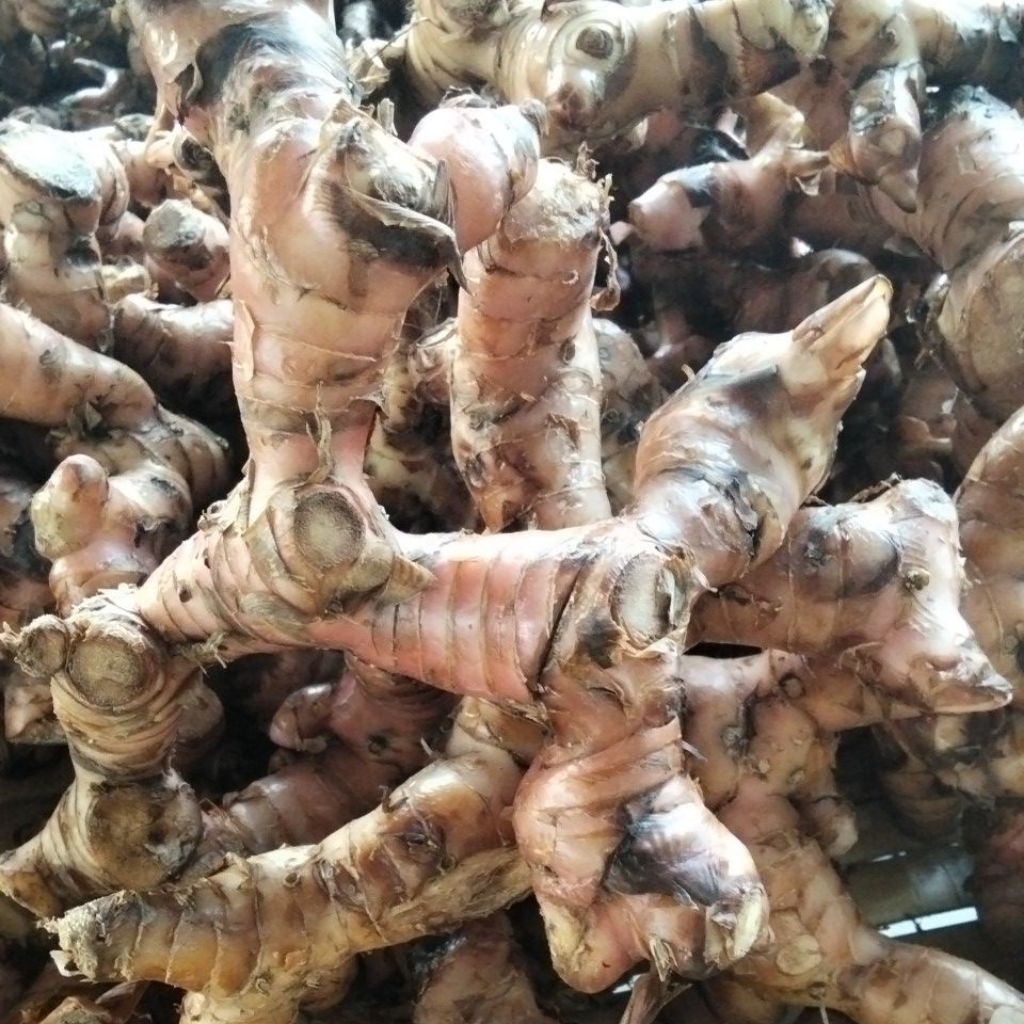 

Lengkoas Atau Laos Pilihan fresh 1Kg
