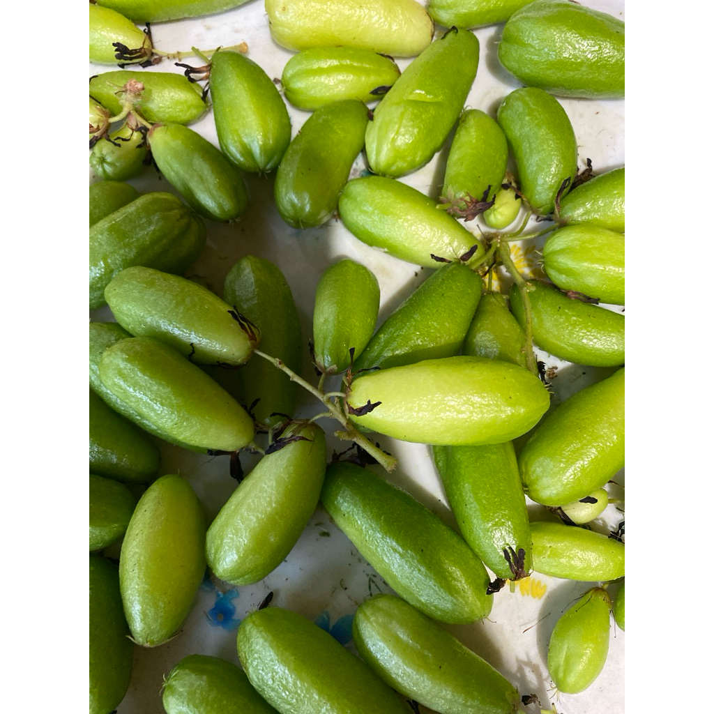 

BELIMBING BULUH - 200 gr tidak bisa kurang dari itu