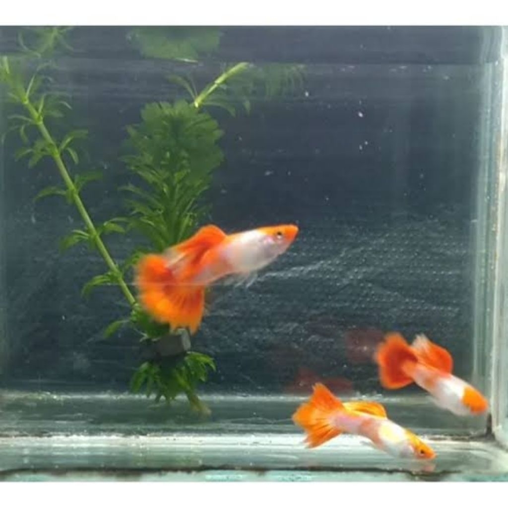 lukisan Guppy platinum koi
