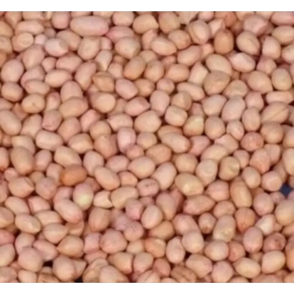 

TERLARIS!!!KACANG TANAH LOKAL 1KG-BENIH KACANG SUPER NO.1 PILIHAN