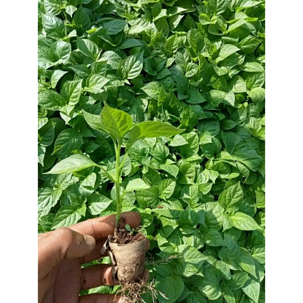 bibit cabe gendot super