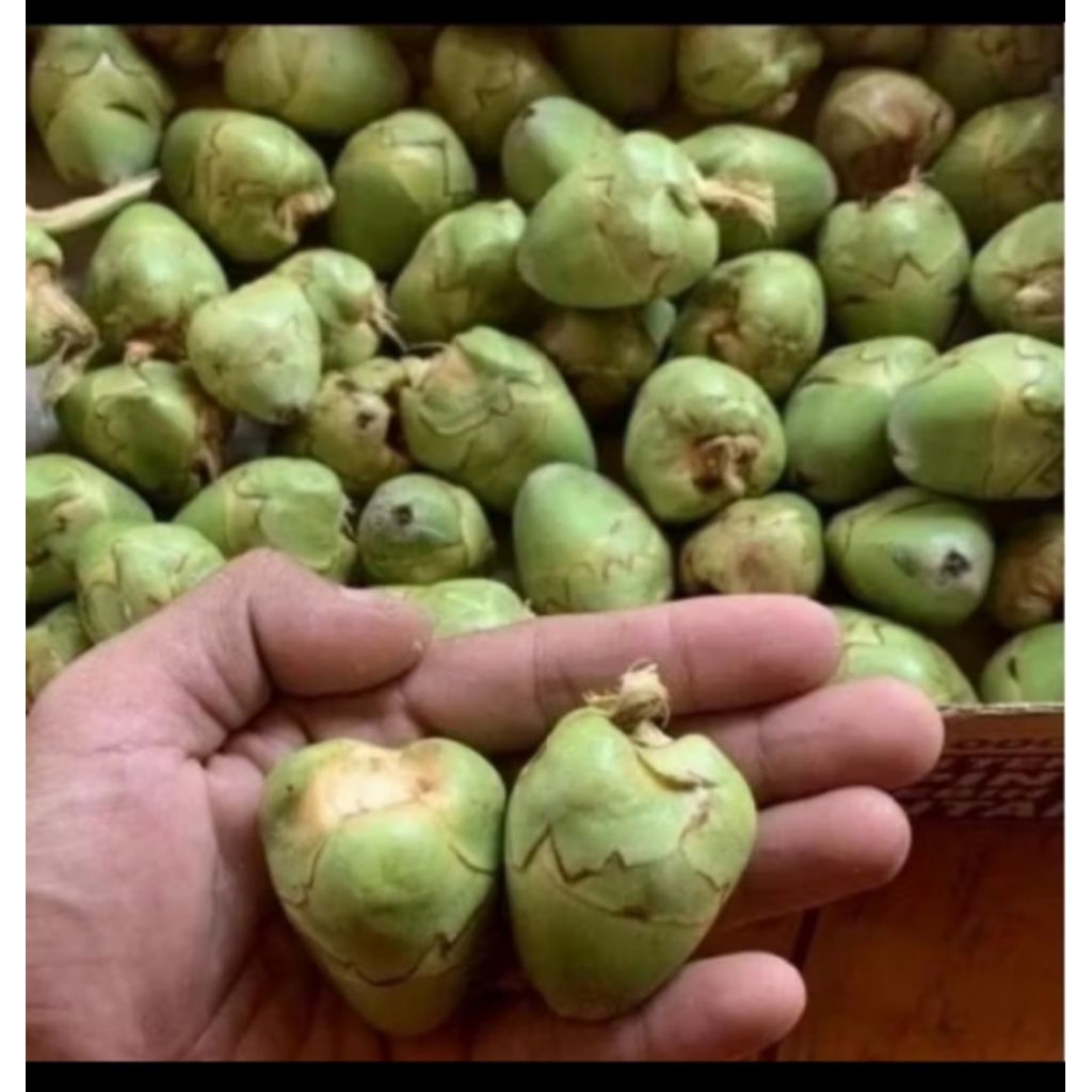 

Jual beluluk atau cengkir kelapa 5 biji