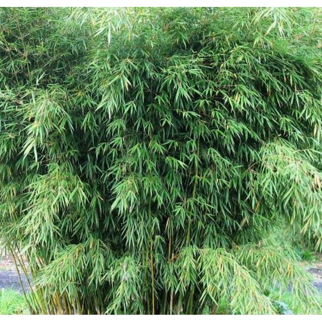 

Daun bambu kemasan 50 gram untuk bungkus bacang alami tanpa bahan kimia