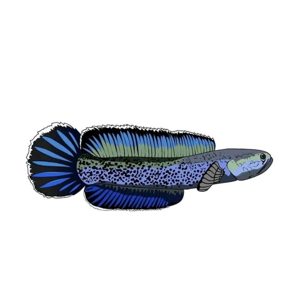 Stiker stewarti keren 7cm