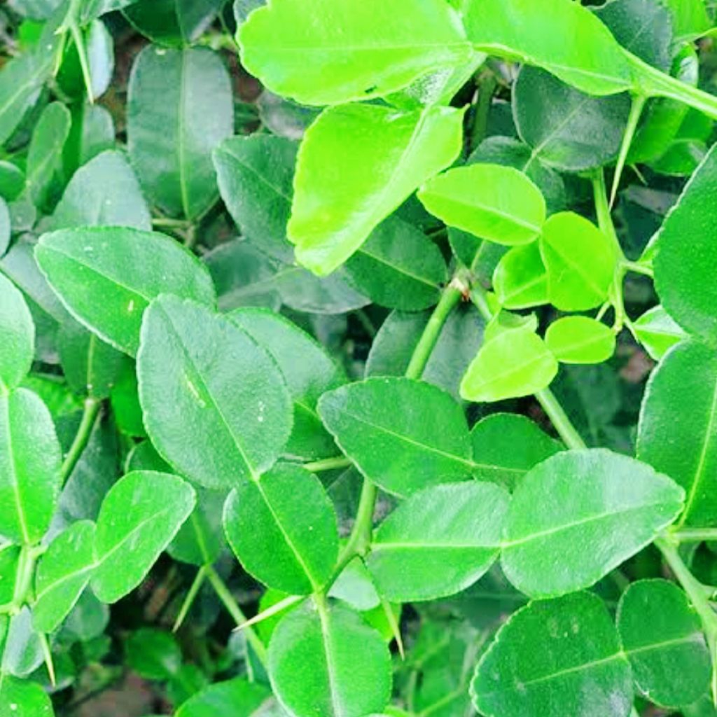 jeruk purut segar daun jeruk purut segar bumbu rempah-rempah bumbu dapur bumbu sambal pecel 50 gram