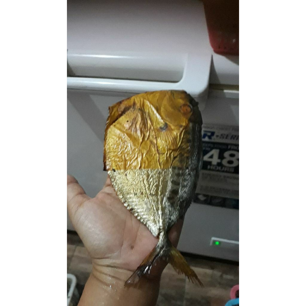 

ikan ani2 /semar ukuran sedang .1 pak isi 10 ekor