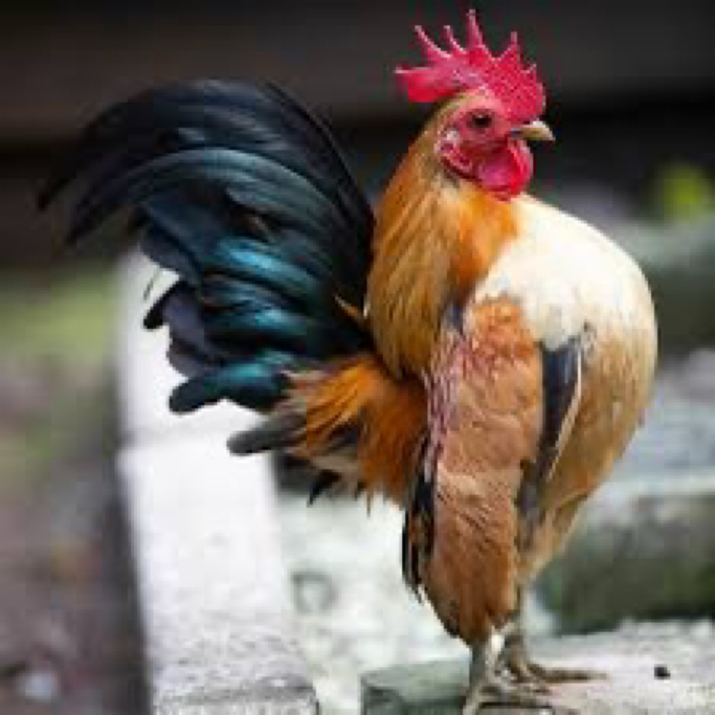 TELUR FERTIL AYAM SERAMA UNTUK DITETASKAN