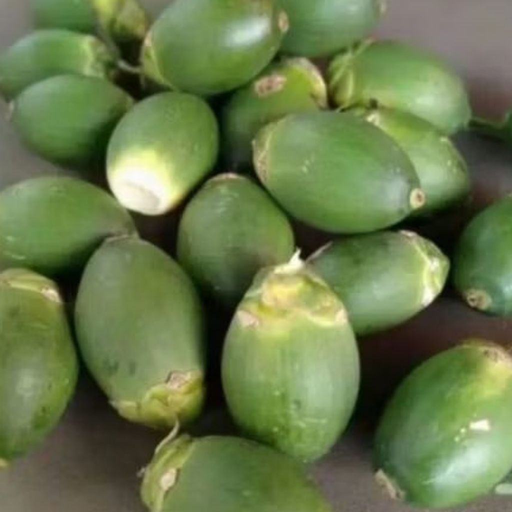 

Buah pinang muda fresh segar 1kg/jambe muda stamina herbal