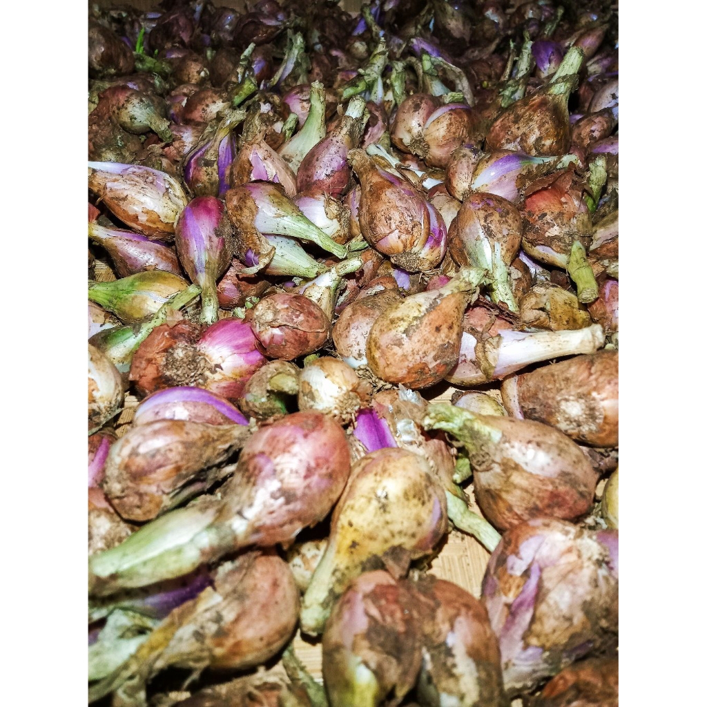 

Bawang Sumenep mentah (fresh) ukuran sedang 1kg