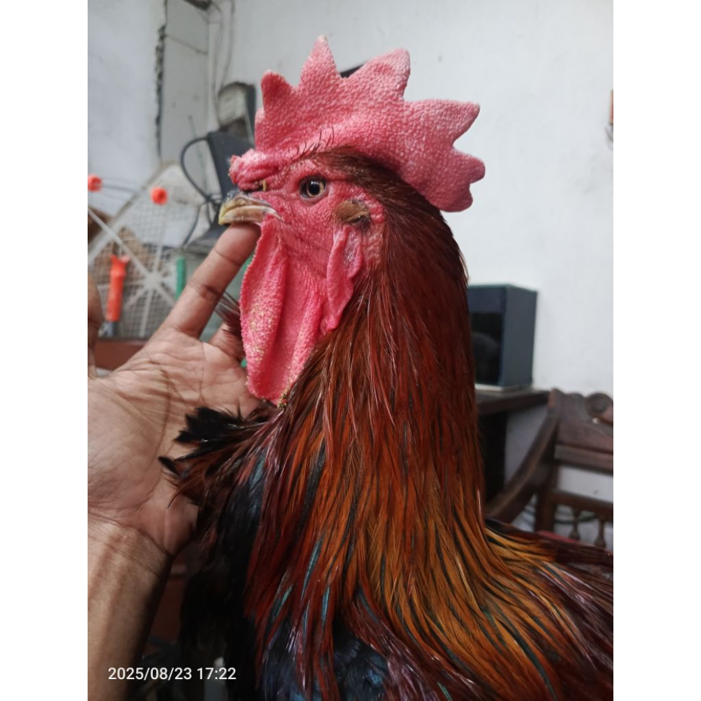 

ayam pelung dewasa x1