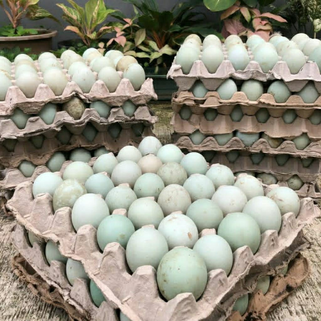 

Telur Bebek Mentah Jumbo Fresh Dari Kandang Budidaya Harga Perbutir