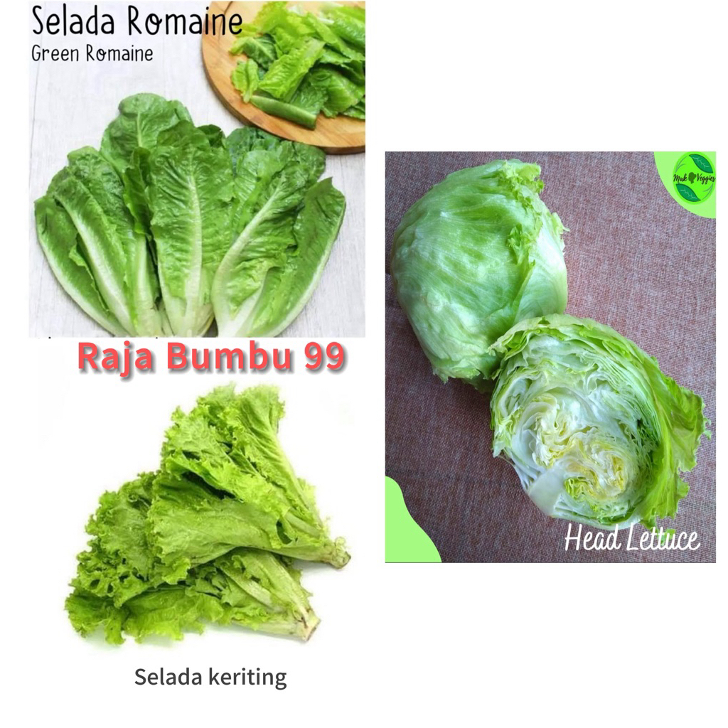 SELADA KERITING , SELADA ROMAINE , HEAD LETTUCE ( Selada kebab ) 250 gr