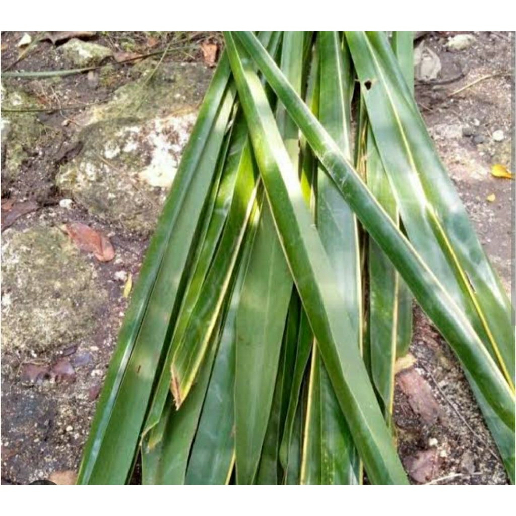 

DAUN KELAPA TUA HIJAU FRESH 50 LEMBAR