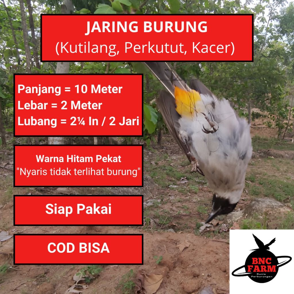 Jaring Kutilang Jaring Trucukan Jaring Burung Warna Hitam Pekat Warna Hitam 2 Jari