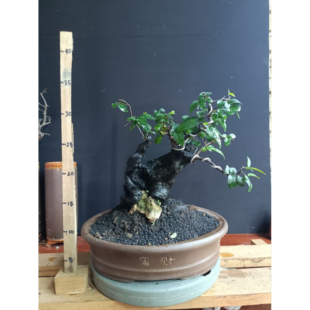 Bonsai mustam bogel otr
