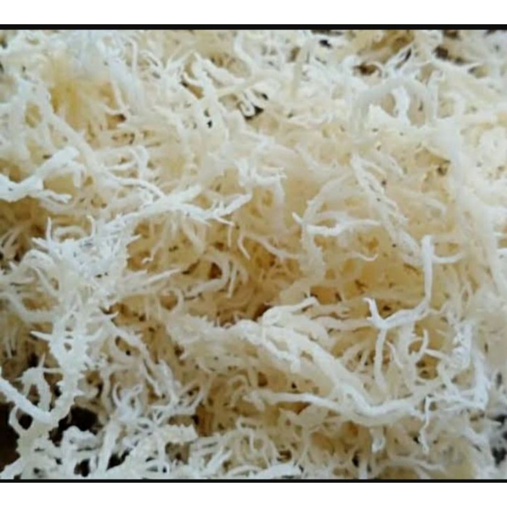 

rumput laut fresh dan kering 1 kg