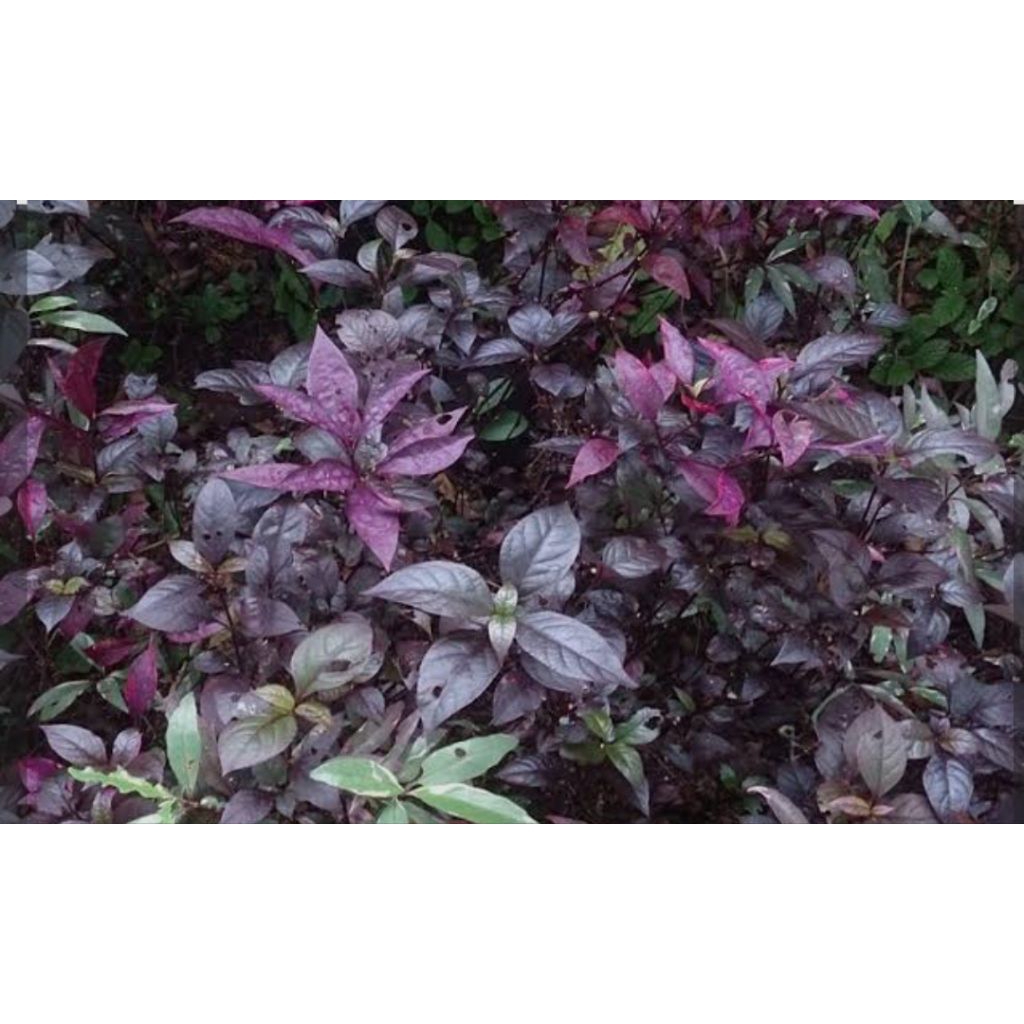 

Daun handeuleum,daun unggu per 250 grm