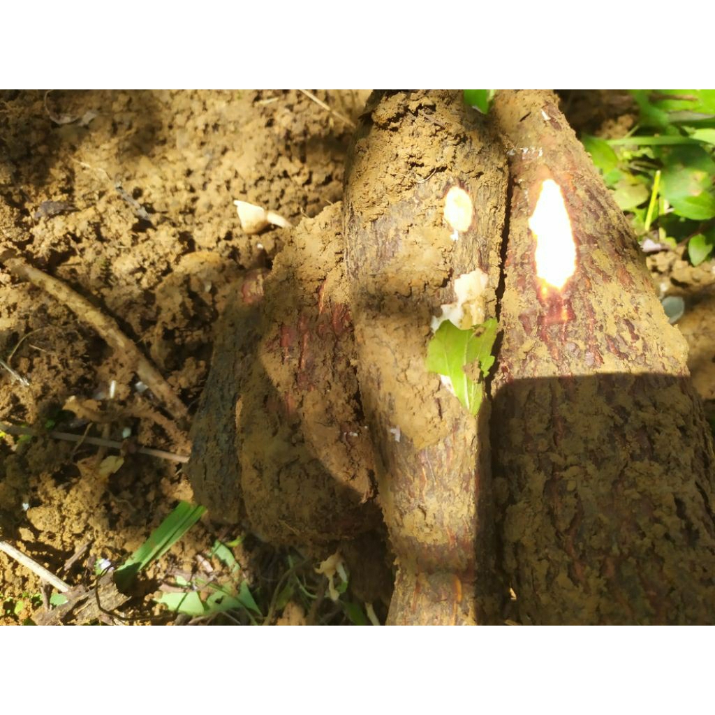 

singkong ubi kayu ketela pohon empuk(1 kg)